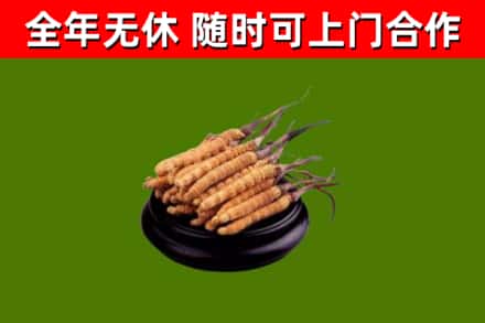 定州市烟酒回收冬虫夏草.jpg